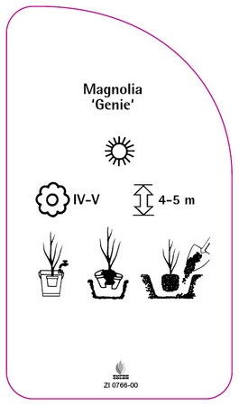 Magnolia 'Genie'