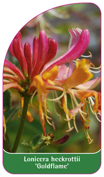 Lonicera heckrottii 'Goldflame'
