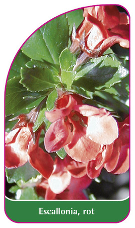 Escallonia, rot