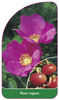 Rosa rugosa