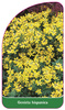 Genista hispanica