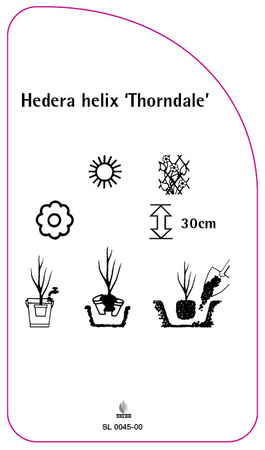 Hedera helix 'Thorndale'