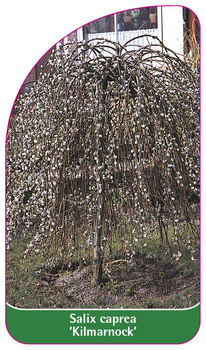 Salix caprea 'Kilmarnock'