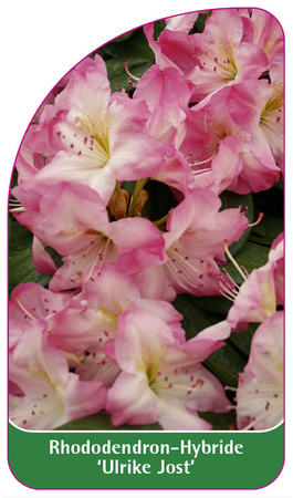 Rhododendron-Hybride 'Ulrike Jost'