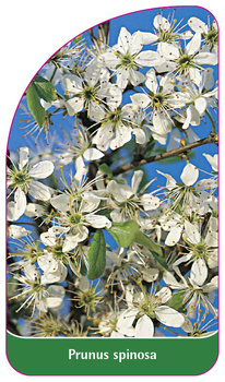Prunus spinosa