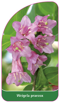 Weigela praecox