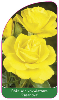 Trandafir cu flori mari 'Casanova' Nr. 536