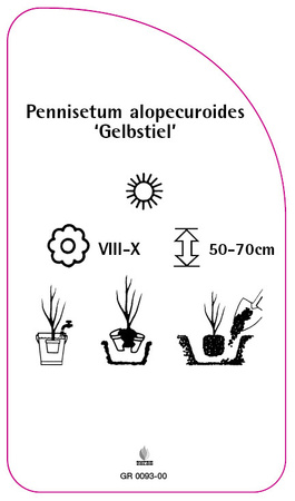 Pennisetum alopecuroides 'Gelbstiel'
