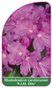 Rhododendron carolinianum 'P.J.M. Elite
