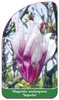 Magnolia soulangiana 'Superba'