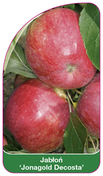 Jablon 'Jonagold Decosta'