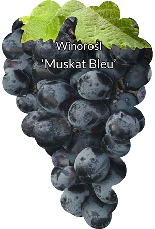 Muscat Bleu viță de vie