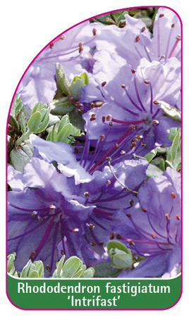 Rhododendron fastigiatum 'Intrifast'