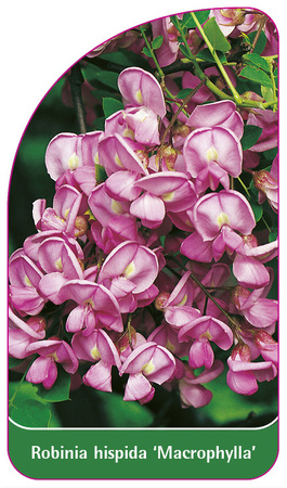 Robinia hispida 'Macrophylla'