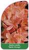 Azalea mollis 'Speks Orange'