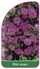 Urcarea trandafirului Nr. 317 A