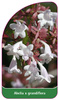 Abelia x grandiflora