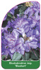 Rhododendron impeditum 'Blaubart'