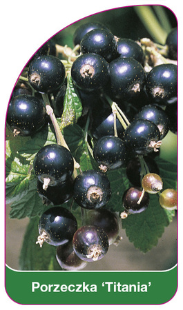 Porzeczka 'Titania'