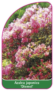 Azalea japonica 'Diemel'
