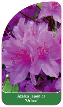Azalea japonica 'Orlice'
