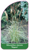 Miscanthus sinensis 'Nippon'