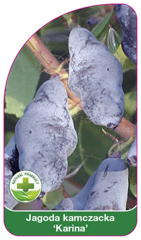 Kamchatka berry "Karina