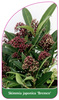 Skimmia japonica 'Bremen'
