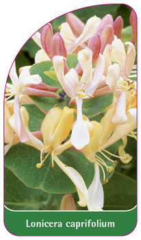Lonicera caprifolium