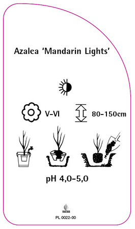 Azalea 'Mandarin Lights'
