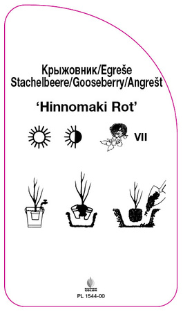 Agrest 'Hinnomaki Rot'