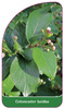 Cotoneaster lucidus