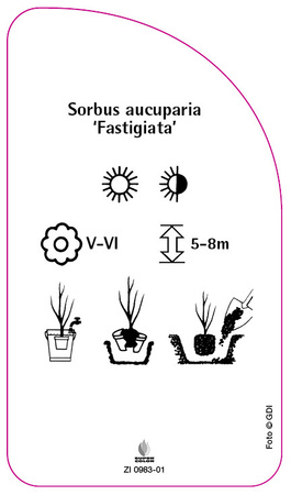 Sorbus aucuparia 'Fastigiata'