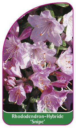 Rhododendron-Hybride 'Snipe'