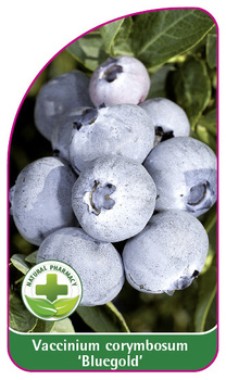Vaccinium corymbosum 'Bluegold'