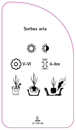Sorbus aria