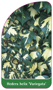 Hedera helix 'Variegata'