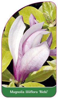 Magnolia liliiflora 'Ricki'