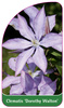 Clematis 'Dorothy Walton'