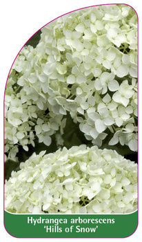 Hydrangea arborescens 'Hills of Snow'