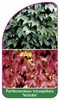Parthenocissus tricuspidata 'Veitchii'