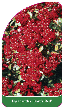 Pyracantha 'Dart's Red'