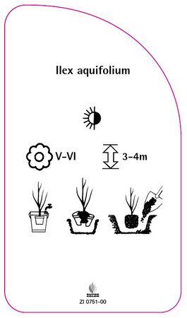 Ilex aquifolium