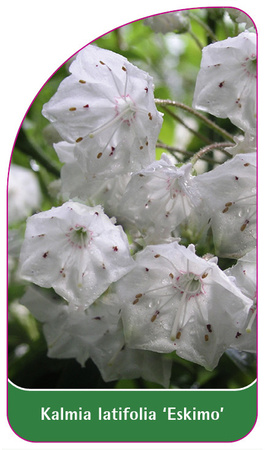 Kalmia latifolia 'Eskimo'