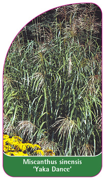 Miscanthus sinensis 'Yaka Dance'