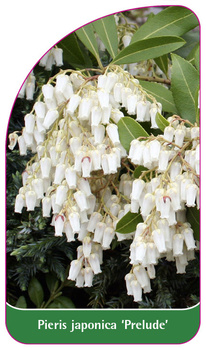 Pieris japonica 'Prelude'