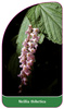 Neillia thibetica