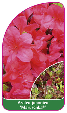 Azalea japonica 'Maruschka'