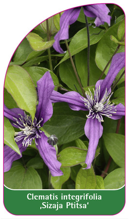 Clematis integrifolia 'Sizaja Ptitsa'