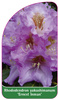 Rhododendron yakushimanum 'Ernest Inman'